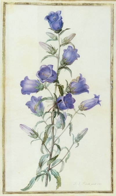 Campanula: Medium (Canterbury Bell) 1787 de Pierre Joseph Redouté